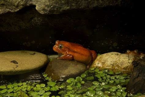 Tomato Frog Care Sheet: Diet, Habitat, & More Tips for New Owners