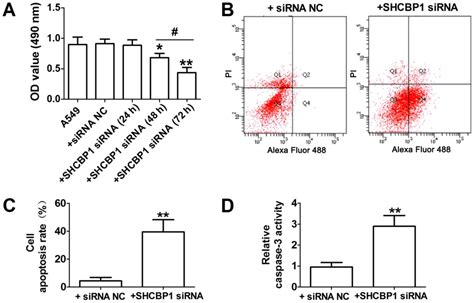 Shcbp1 Regulates Apoptosis In Lung Cancer Cells Through Phosphatase And