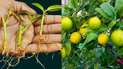 How To Propagate Lemon Tree From Cuttings With Honey Grow Lemon Tree