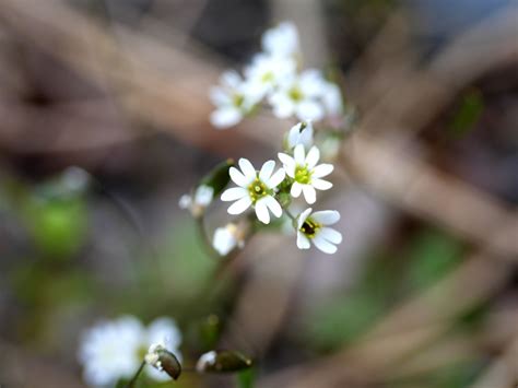 Vår Gæslingeblomst Observation Nb 4146025 Naturbasen