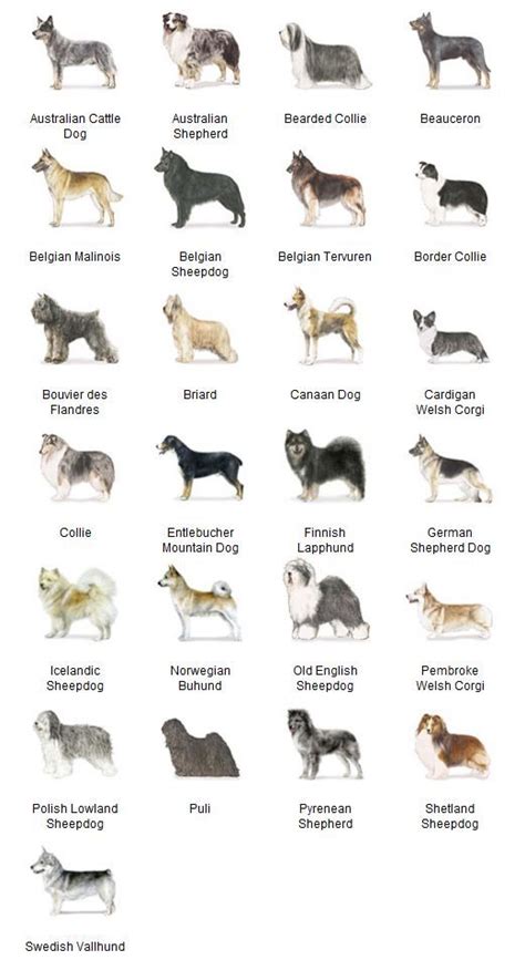 Sheepdog Breeds List