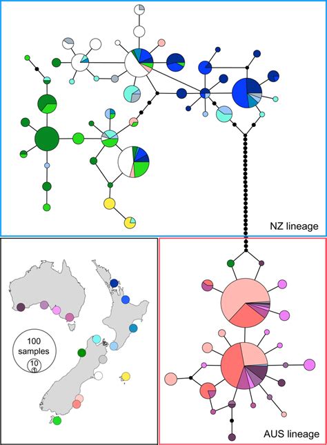 Median Joining Network Of Eudyptula Mitochondrial Control Region