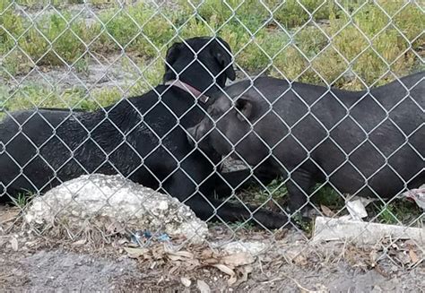 Luna and pot belly pig | Pot belly pigs, Catahoula, Bulldog