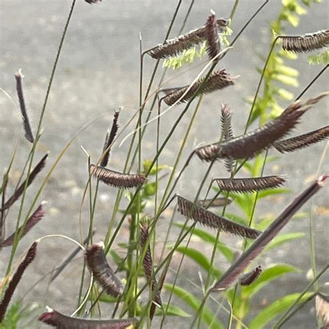 Bouteloua gracilis – Harley Nursery