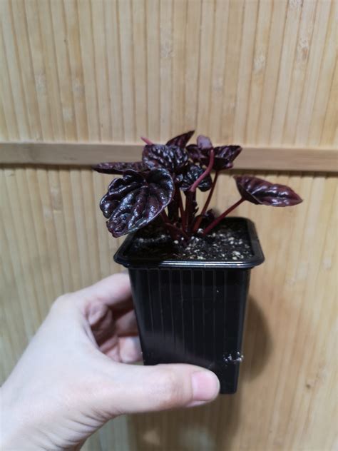 Peperomia caperata 'red luna' - Florariumplants