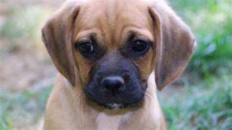 Puggle Pug Beagle Mix Youtube