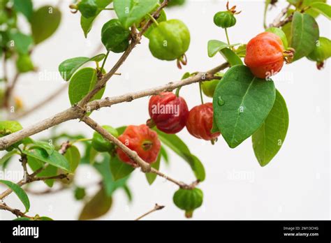 Ripening fruits of Surinam Cherry, Pitanga, Brazilian Cherry, Eugenia ...