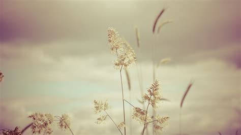 Download Nature Grass HD Wallpaper