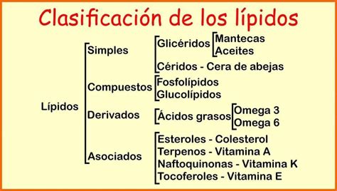 Lípidos concepto clasificación y funciones biológicas