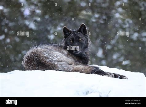 A black gray wolf canis lupus laying down in falling snow in captivity ...