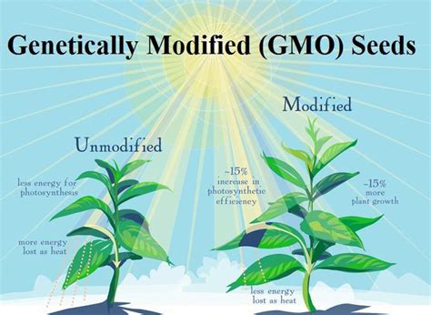 Genetically Modified Seeds Market Insights Business