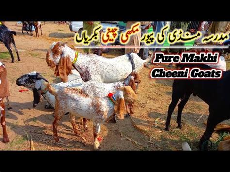 Pure Makhi Cheeni Bakriyan Madrsa Mandi Ka Mall Bakra Mandi Gondal