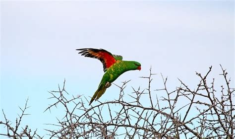 Parrot Encyclopedia Scaly Breasted Lorikeet World Parrot Trust