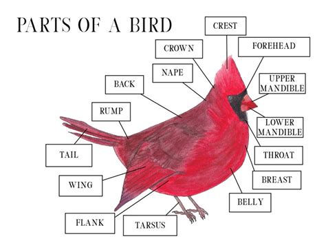 Bird & Feather Anatomy Printable, Homeschool Science Printable ...