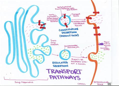 Cell Biology Study Guides Ashleys Biology Study Guides Study Biology