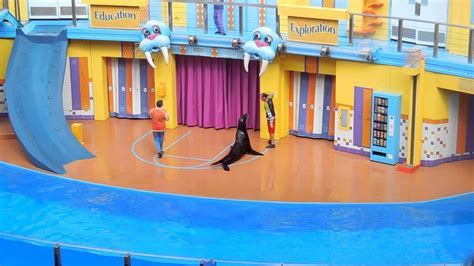 Seaworld Clyde And Seamore Sea Lion High Show ~ Sea Lion And Otter