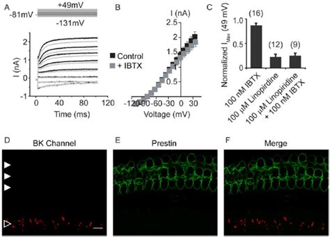 Bk Channels Do Not Contribute To Voltage Gated K Currents In Apical