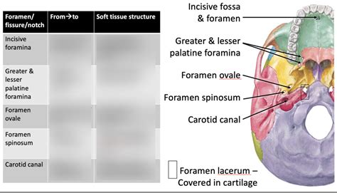 H N Foramina And Fissures 3 Diagram Quizlet