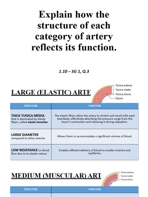 Arteries Structure Function | PDF