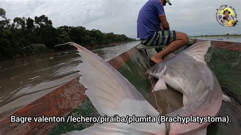 pesca de BAGRE VALENTON uno de los peces más grandes del mundo de agua