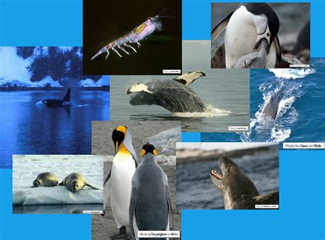 Animal Adaptations - Antarctica assignment