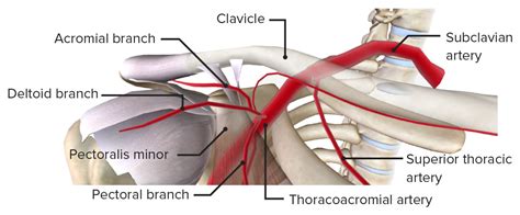 Axilla And Brachial Plexus Anatomy Concise Medical Knowledge