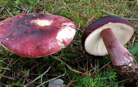 Russula Torulosa The Ultimate Mushroom Guide