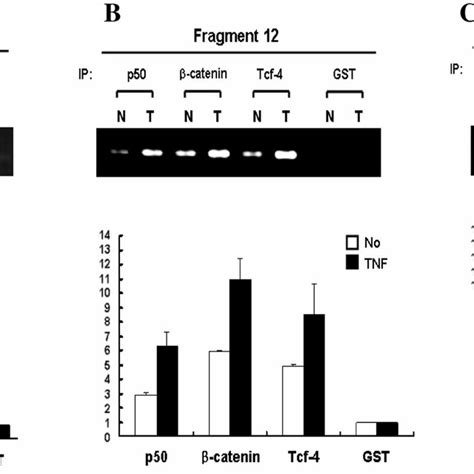 The Nf Kb P Subunit Induces Crp Transcription A Rtpcr Analysis Of