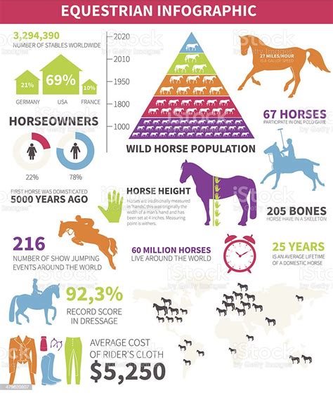 Equestrian Infographic Stock Illustration Download Image Now