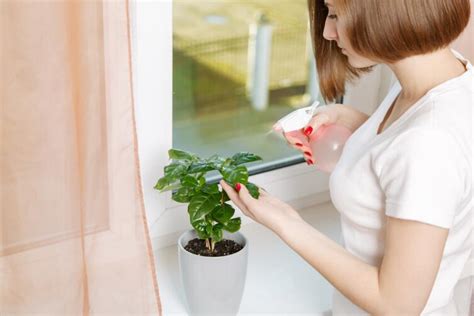 Как получить кофе собственного урожая в домашних условиях? | Растения ...