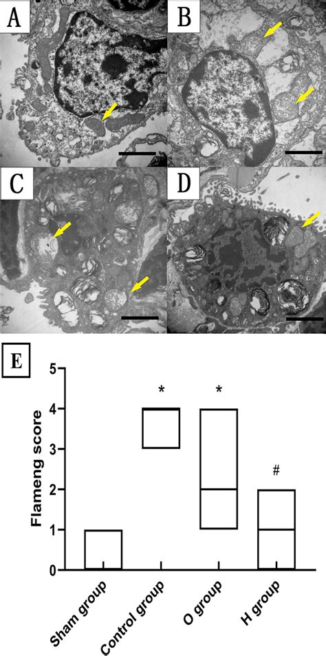 Hydrogen Protected Morphological Characteristics Of Mitochondria Under Download Scientific