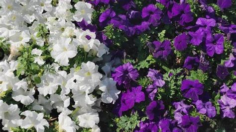 Perennial Flowers With Shallow Roots Harvest Indoor