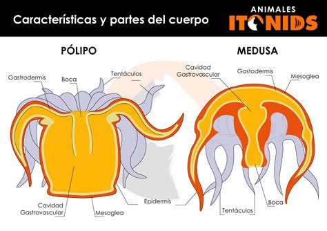 ⇒ Tipos De Medusas Características Y Partes Del Cuerpo