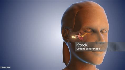 Ear Wax Infection Medical Concept Stock Photo - Download Image Now ...