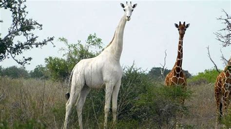 Rare Albino Giraffe Discovered The Thunder