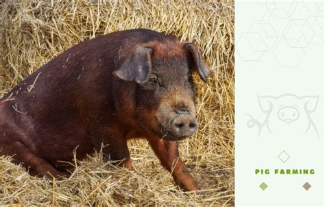 Duroc Pig Farming Guide: Raising this Valuable Meat-Improving Breed – FarmerDB