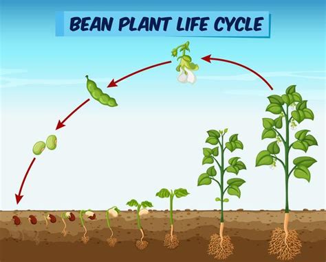 Bean Plant Life Cycle Diagram