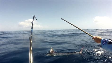 Marlin Fishing Jervis Bay On Small Youtube