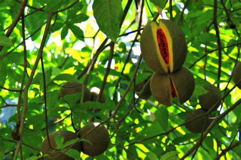 Lamanai Jungle Fruit David Curry Flickr