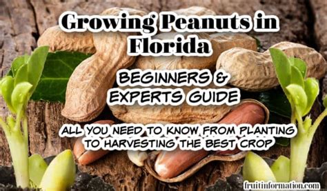 Growing Peanuts In Florida Beginners And Experts Guide