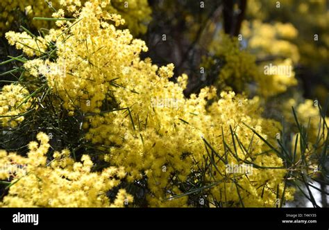 Acacia Pycnantha Commonly Known As The Golden Wattle Is Australia