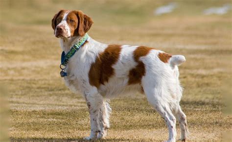 Brittany Spaniel – Must Know Dog Breed Information - Petmoo