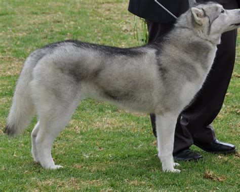 Cu Nto Cuesta Un Husky Siberiano En Espa A Vimar Alfambra