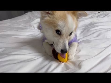 A Puppy Who Doesn T Know How To Peel Sweet Potatoes