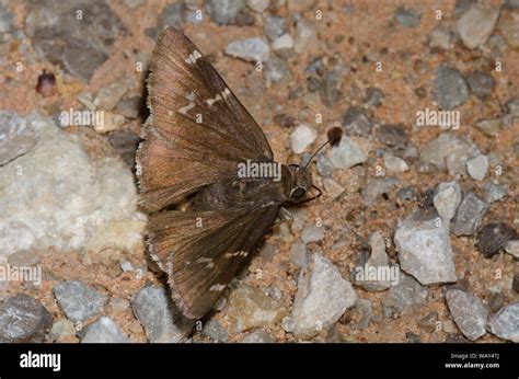 Southern Cloudywing Cecropterus Bathyllus Mud Puddling Stock Photo