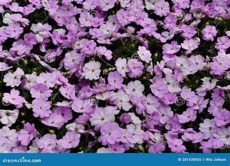 Hermosas Flores De Hidrangea En Primavera Imagen De Archivo Imagen De