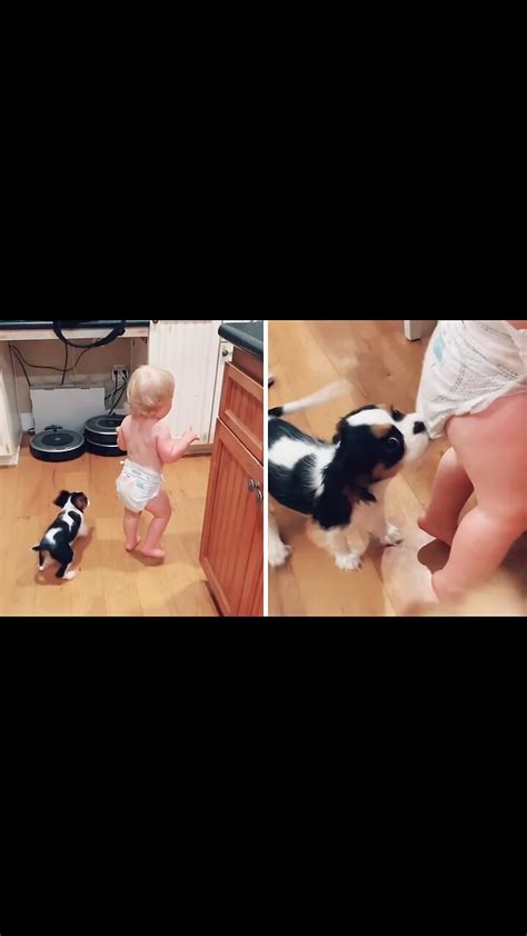 Cavalier Puppy Turns Out To Be A Great Babysitter