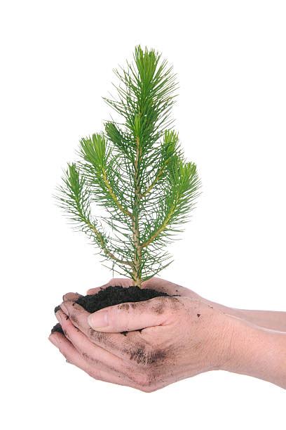 Pine Tree Seedlings Stock Photos Pictures And Royalty Free Images Istock