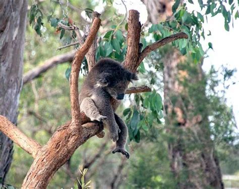 15 Koala Facts Introducing Australia's Beloved Marsupial