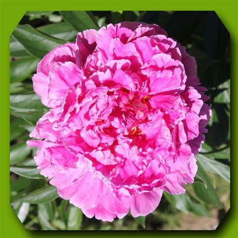 Пион Александр Флеминг Фото И Описание Отзывы — Mixyfotos.ru